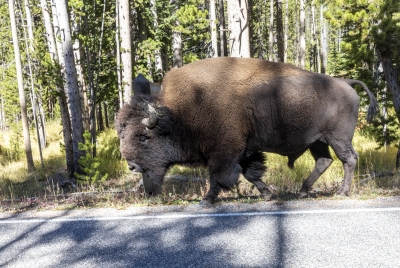Buffalo Yellowstone NP Sept 2024